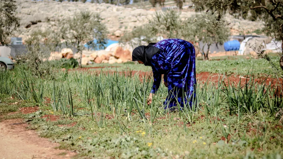 A woman on a crop field in Syria