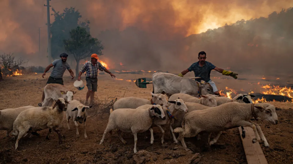 Photo of farmers trying to save their livestock from a spreading forest fire in Turkey in 2021.