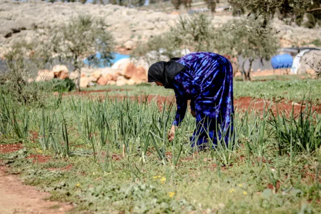 A woman on a crop field in Syria