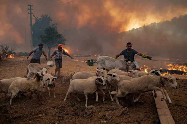 Photo of farmers trying to save their livestock from a spreading forest fire in Turkey in 2021.