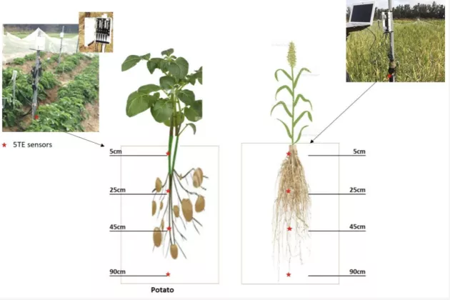 The text "5TE sensor installation in potato and barley plots" and photos of potato and barley plants.