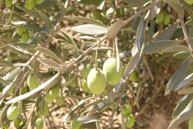 A close up photo of olives growing in an olive tree.