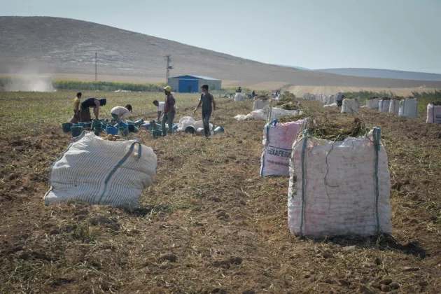People working in a field in turkey