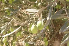 Photo of olives growing on an olive tree.