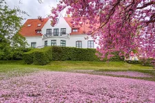 beautiful pink blossom tree with CMES house in background